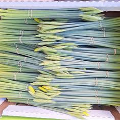 New Season Cornish Daffodils