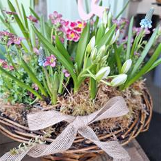 Spring Planted Baskets 