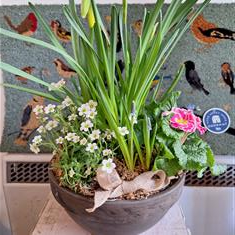 Spring Planted Containers
